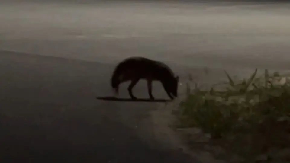 (VÍDEO) Suposto animal silvestre chama atenção dos moradores no Santa Rita