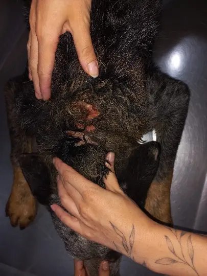 Cão é internado após PM constatar maus-tratos a animais em Botuverá