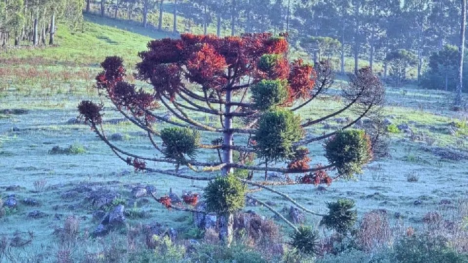 Frio derruba temperaturas na Serra catarinense em pleno janeiro