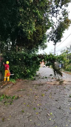Queda de árvores em vias públicas mobiliza Bombeiros em Gaspar