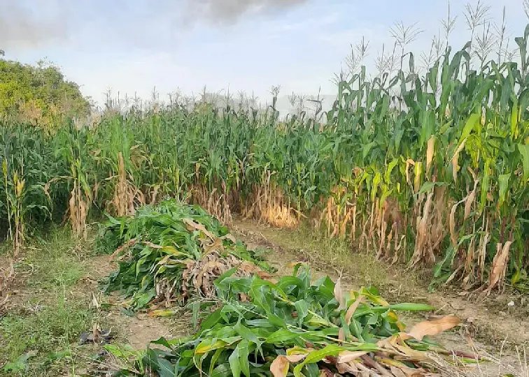 Produção de silagem soma 310 toneladas em propriedades rurais do município