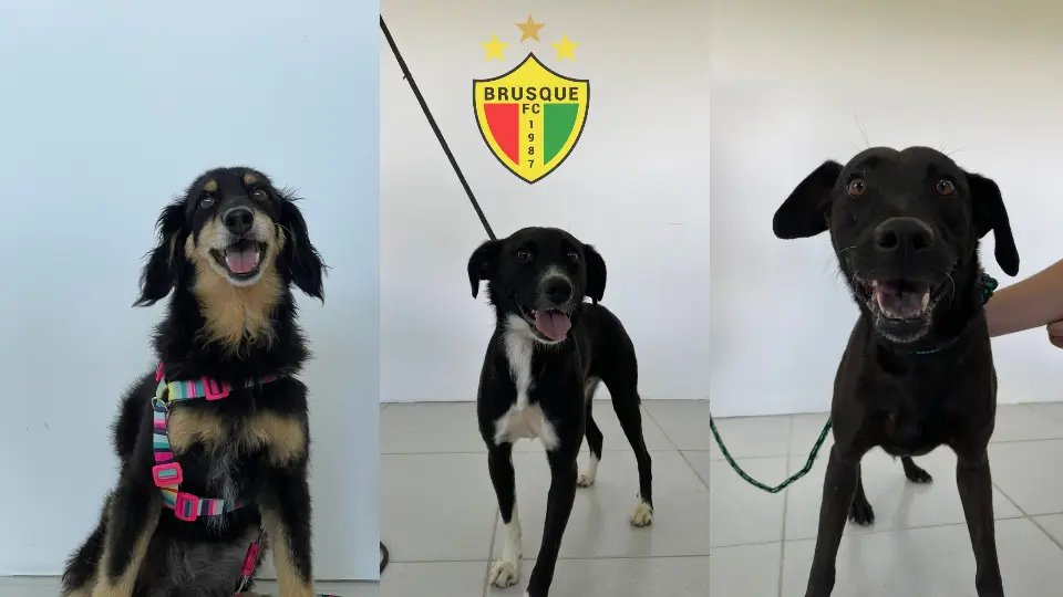 Doação de ração dá meia-entrada no jogo do Brusque