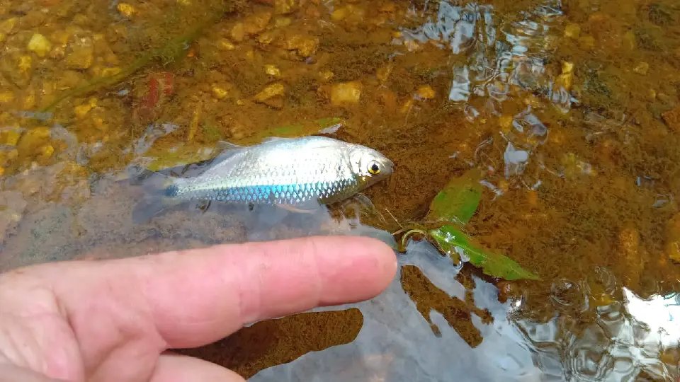 (VÍDEO) Peixes aparecem mortos em rio do Bateas