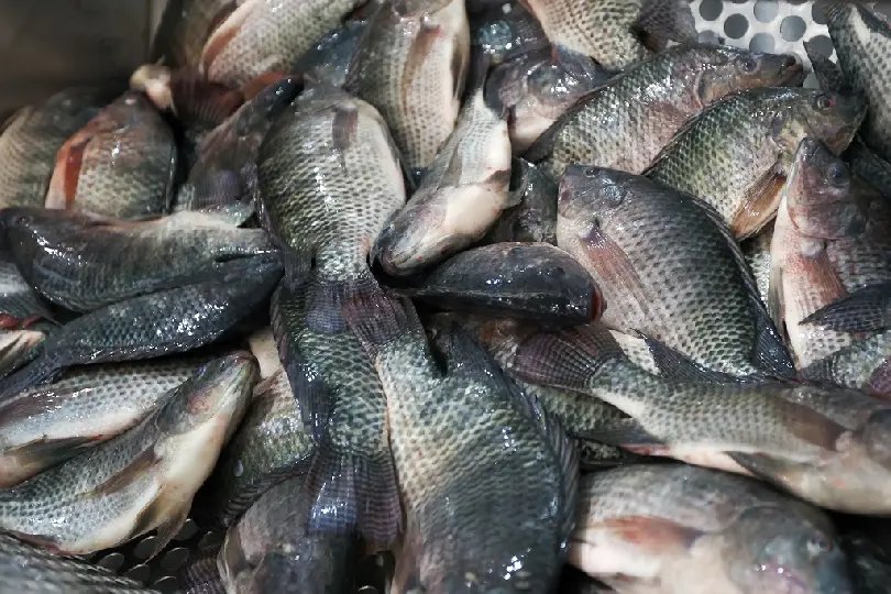 Governo de SC reforça proibição da tilápia do Vietnã por risco sanitário