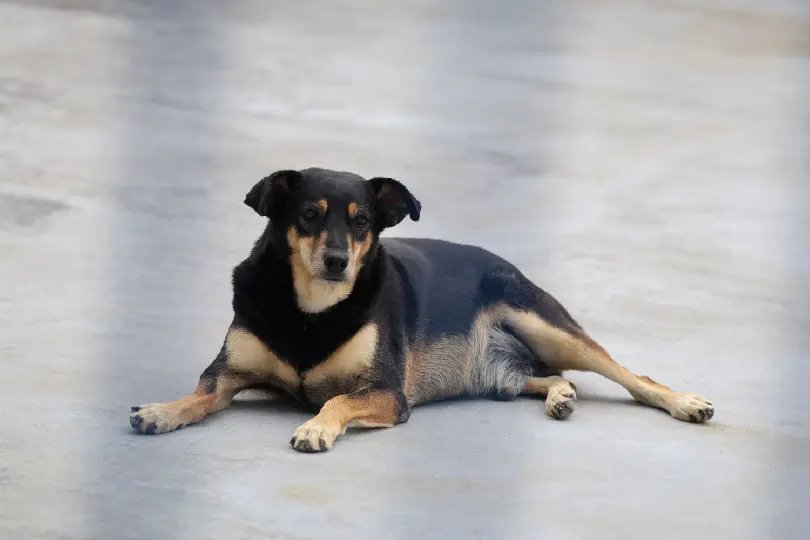 Governador sanciona lei que protege cães e gatos comunitários
