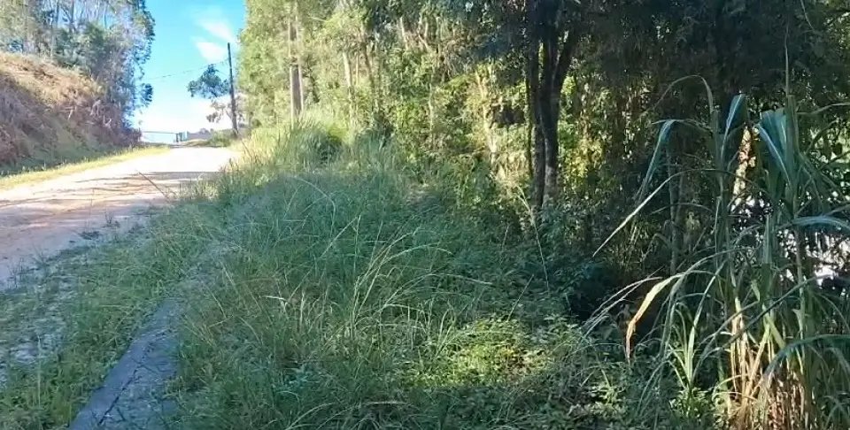 (VÍDEO) Rua tomada pelo mato vira ponto de uso de drogas no Azambuja