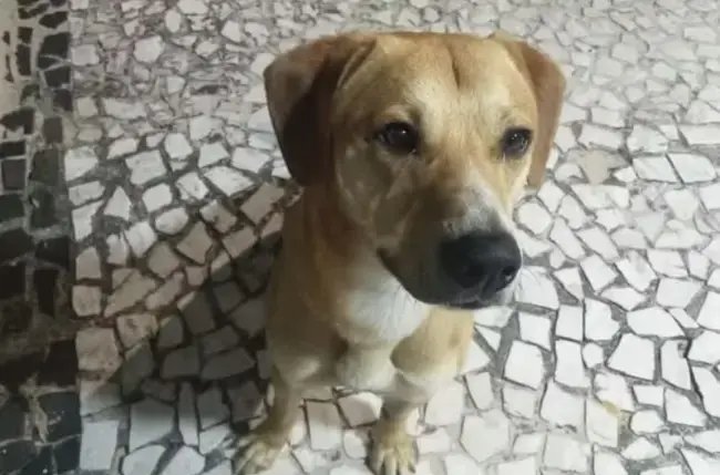 Adolescentes suspeitos de matar cão Orelha também teriam tentado afogar outro cachorro 
