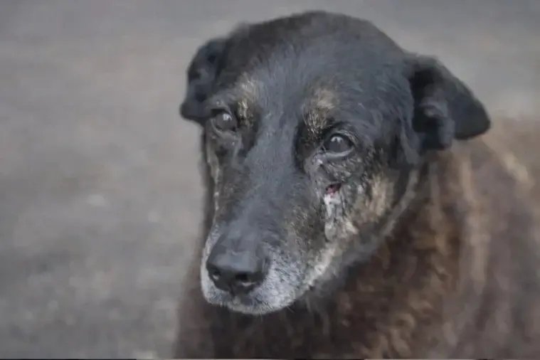 Cão Orelha: dois adolescentes investigados retornam ao país e polícia faz novas apreensões