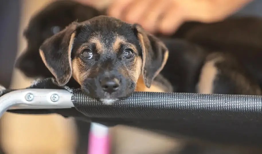 Saiba como educar crianças e adolescentes para respeitar os animais