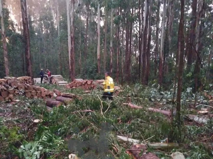 Queda de eucalipto mata homem durante trabalho no interior