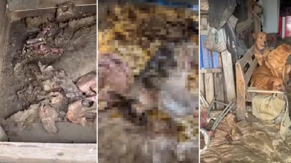 Cães mortos em freezer chocam SC e dono vira réu por maus-tratos