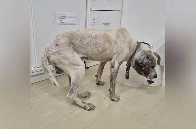 Polícia Civil prende homem em flagrante por maus-tratos a cão