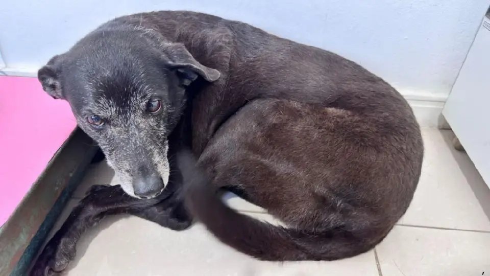 Morre Pretinha, companheira inseparável do cão Orelha