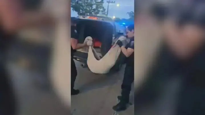 Três adolescentes são apreendidos suspeitos de matar cão ao jogá‑lo de prédio