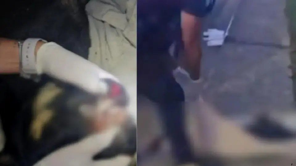 Fim da impunidade? Jovens são internados por morte cruel de cão em Itajaí