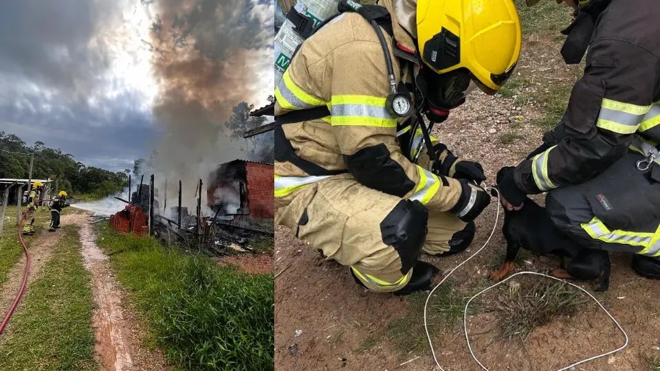 Cachorro amarrado em banheiro é salvo por bombeiros durante incêndio