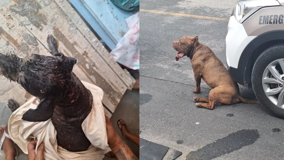 Pitbull solto na rua invade casa e ataca outro cão
