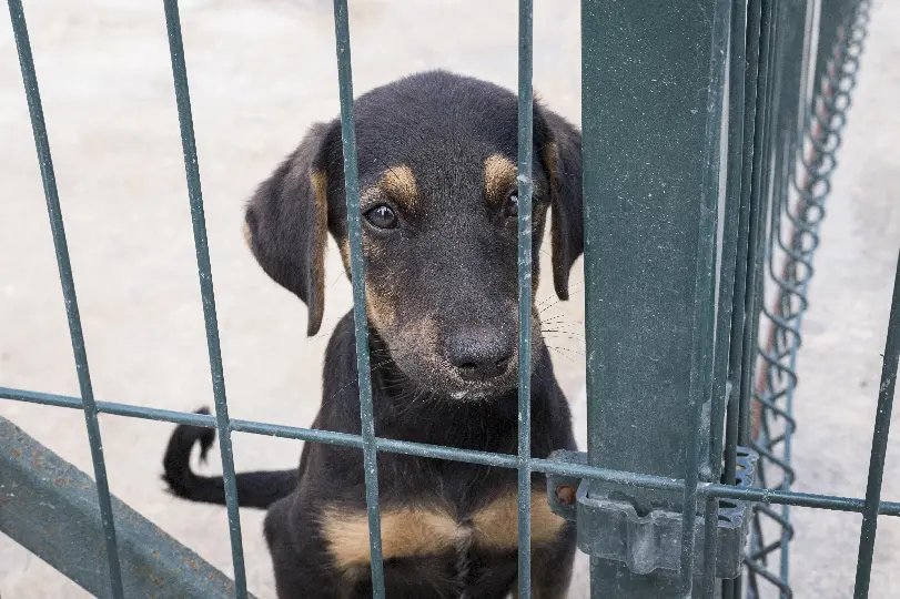 Justiça decreta prisão preventiva de suspeitos por matar cães no Alto Vale