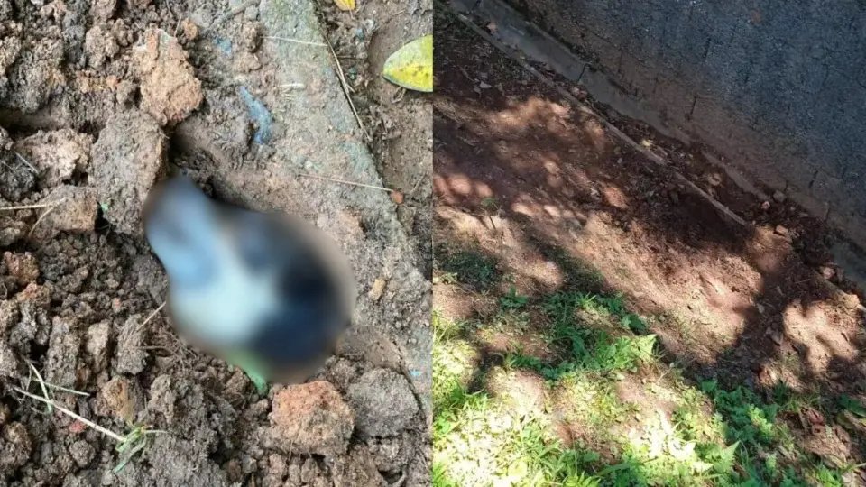 (VÍDEO) Cadela grávida é encontrada enterrada viva em condomínio de SC